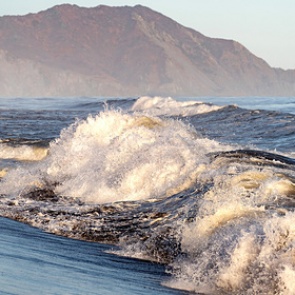 Названа новая версия гибели морских животных на Камчатке