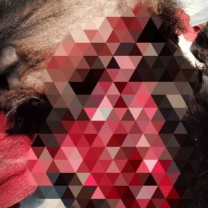 Водитель иномарки расстрелял собак в Сосновоборске