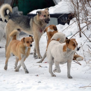 Ачинск получил дополнительные средства на отлов бродячих животных