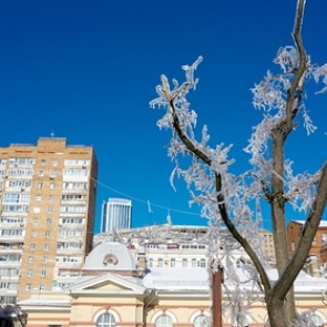 Названы катастрофические последствия ледяного дождя для экологии Владивостока