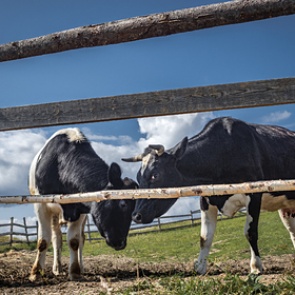 Ценам на говядину в России пообещали резкий рост