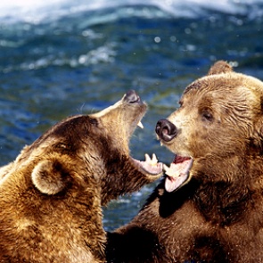 Два громадных медведя гризли схлестнулись в битве за рыбу на глазах у мужчины