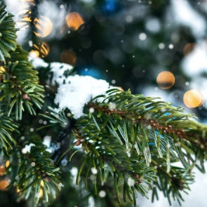 За незаконную рубку елок к Новому году грозит до 2 лет тюрьмы и крупный штраф