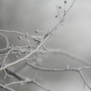 После диких заморозков к Красноярску идет потепление