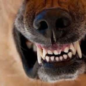 В Ачинске нашли бешенство и могут ввести карантин