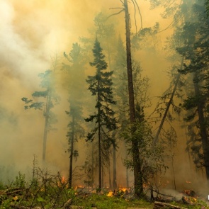 Тушение лесных пожаров с воздуха в этом году оценили в 168 тысяч рублей за летный час