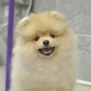 Жительница Ачинска потеряла 20 тыс. рублей при попытке купить щенка шпица в интернете