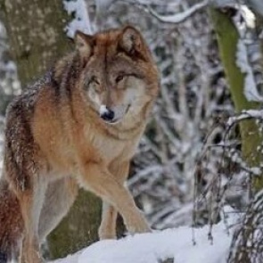 В Норильске продолжаются поиски разгуливающих около города волков