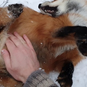 Жителей Балахтинского района просят не гладить лис. В одной из деревень выявили бешенство