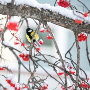 Потепление и магнитные бури: прогноз погоды на февраль