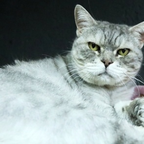 В российском регионе ввели квоту на домашних животных