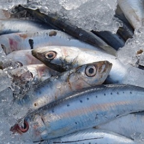 Самая дешевая рыба в России станет дороже