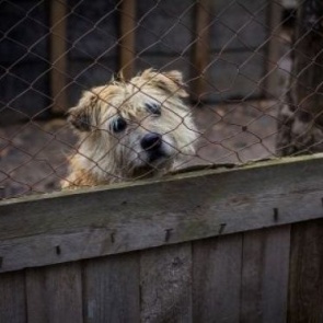 Ачинцев приглашают принять участие в благотворительной акции в помощь приюту для безнадзорных животных