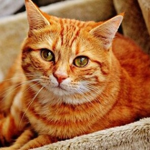 В российском городе 12 кошек «арестовали» за долги хозяйки