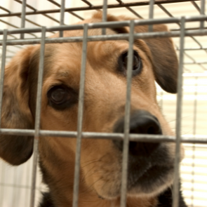 Приюты для животных смогут рассчитывать на субсидию из краевого бюджета