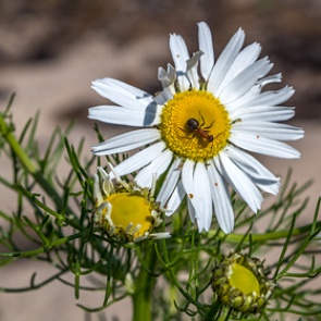 Российских дачников предупредили о штрафах за одуванчик и ромашку