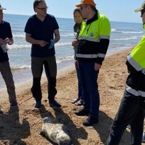 Ученые назвали причину гибели 150 краснокнижных нерп на берегу Каспийского моря