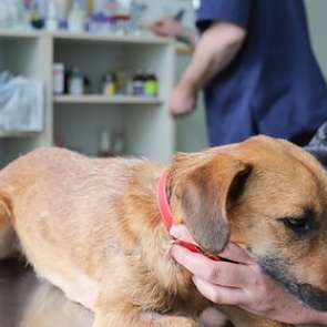 Врачи оценили необходимость вакцинировать питомцев от COVID-19