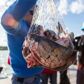 Диетолог назвал самую вредную рыбу