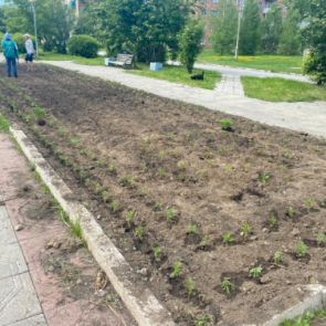 В Ачинске высаживают цветы