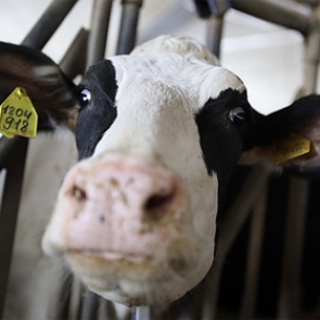 Российские производители пожаловались на слишком низкие цены на молоко