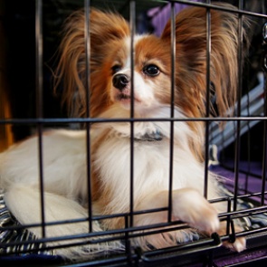 США запретили ввоз собак из России