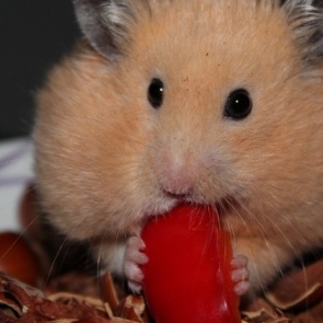 Питомца в зоомагазине больше нельзя будет купить?