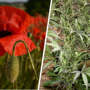 Сотрудники полиции Ачинска проводят второй этап операции «Мак – 2021»