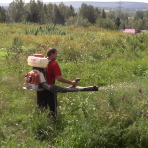 В Ачинском районе проводятся мероприятия по уничтожению очагов дикорастущей конопли