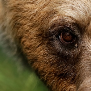 Медведь вышел в крупный российский город и напал на женщину