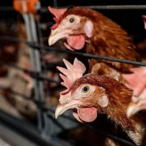 Птицеводы начнут делать прививки курам