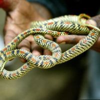 В Индии ядовитые змеи выползли на футбольное поле