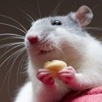 Ученые научились контролировать наркозависимость у животных