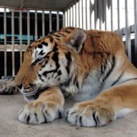 Из желудка тигра удалили почти двухкилограммовый комок шерсти