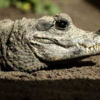 Полиция арестовала собирателя галлюциногенных грибов с аллигатором в рюкзаке