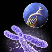 Ученые пересмотрели представления о генетической детерминанте пола