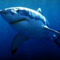 В нью-йоркском метро обнаружили мертвую акулу