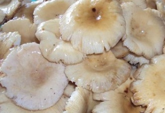 Готовим сыроежки!